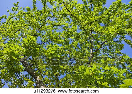 Tree in spring View Large Photo Image Stock Photograph - Tree in spring. Fotosearch