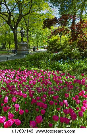 Tulips in Central Park View Large Photo Image Stock Image - Tulips in Central Park. Fotosearch