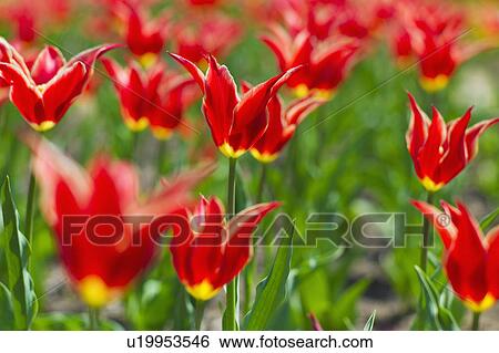 Stock Photograph - Tulips. Fotosearch