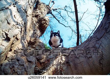 Stock Image - A Cat Sitting On Tree. Fotosearch