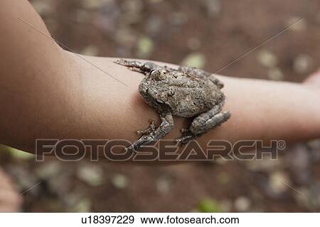 a frog sitting on a person's arm; manica, mozambique, africa View Large Photo Image Stock Photo - a frog sitting on a person's arm; manica, mozambique, africa. Fotosearch
