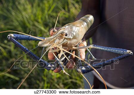 Stock Image - a hand holding a freshwater shrimp; manica, mozambique, africa. Fotosearch