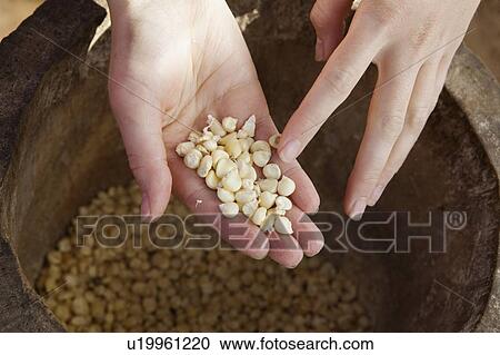 Stock Image - a handful of corn kernels; manica, mozambique, africa. Fotosearch