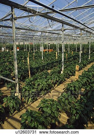 Agriculture - Greenhouses, Green Peppers, View Large Photo Image Stock Image - Agriculture - Greenhouses, Green Peppers,. Fotosearch