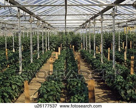 Stock Photo - Agriculture - Greenhouses, Green Peppers,. Fotosearch