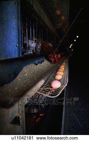 Agriculture, Poultry, Battery Hens View Large Photo Image Stock Image - Agriculture, Poultry, Battery Hens. Fotosearch