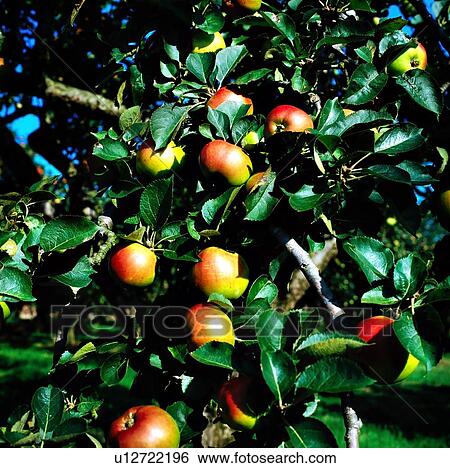 Apples View Large Photo Image Stock Photograph - Apples. Fotosearch