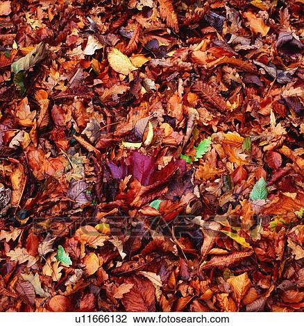 Autumn Leaves View Large Photo Image Stock Image - Autumn Leaves. Fotosearch