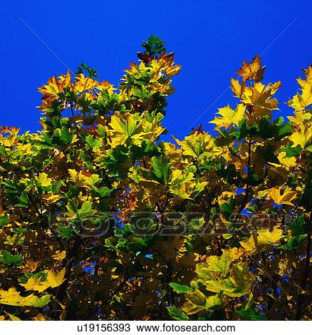 Stock Image - Autumn Leaves. Fotosearch
