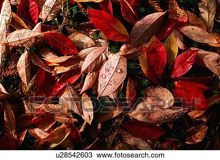 Autumn Leaves View Large Photo Image Stock Image - Autumn Leaves. Fotosearch
