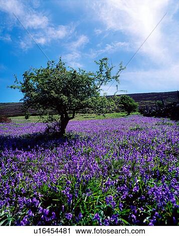 Bluebells & Whitethorn Tree, Borris, Co Carlow, Ireland View Large Photo Image Stock Image - Bluebells & Whitethorn Tree, Borris, Co Carlow, Ireland. Fotosearch