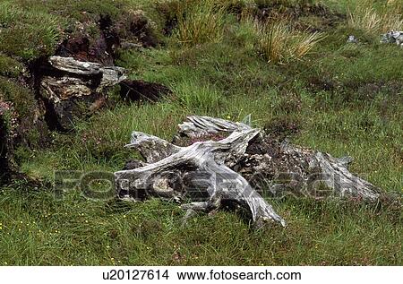 Bog-Wood, Achill Island, County Mayo, Ireland View Large Photo Image Picture - Bog-Wood, Achill Island, County Mayo, Ireland. Fotosearch