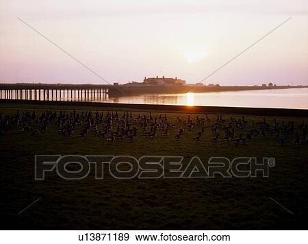 Brent Geese, Bull Island, Dublin, Ireland View Large Photo Image Stock Photo - Brent Geese, Bull Island, Dublin, Ireland. Fotosearch