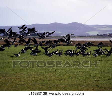 Stock Photo - Brent Geese Coming In For A Landing. Fotosearch