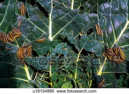 Stock Photography - Cabbage Butterfly (Pieris Brassicae); Caterpillars That Become White Butterflies (Also Known As Cabbage Butterflies). Fotosearch