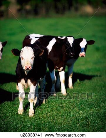 Stock Image - Calves On A Field. Fotosearch