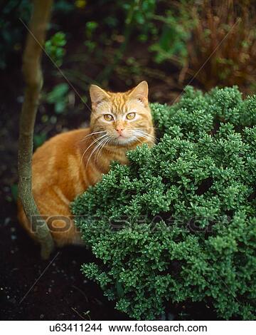 Picture - Cat Sitting In A Garden. Fotosearch