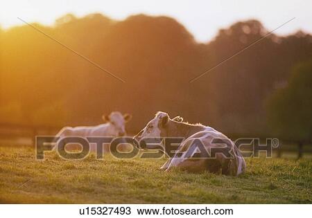 Stock Image - Cattle Sitting In Meadow During Sunset. Fotosearch