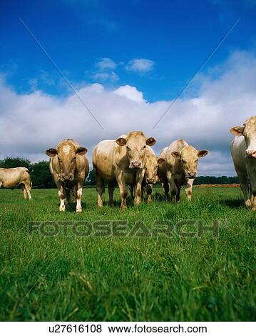 Stock Photo - Charolais Cattle, Ireland. Fotosearch