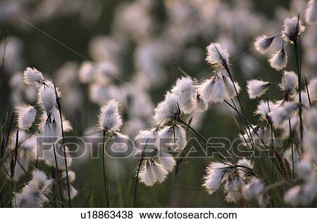 Stock Photo - Close-Up Of Bog Cotton, Ireland. Fotosearch