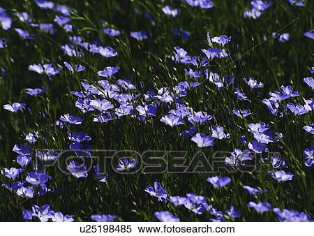 Stock Photography - Crops - Flax, Seaforde, Co Down. Fotosearch