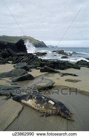 Stock Image - Dead Dolphin, Clogher Head Beach, Dingle Peninsula, County Kerry, Ireland. Fotosearch