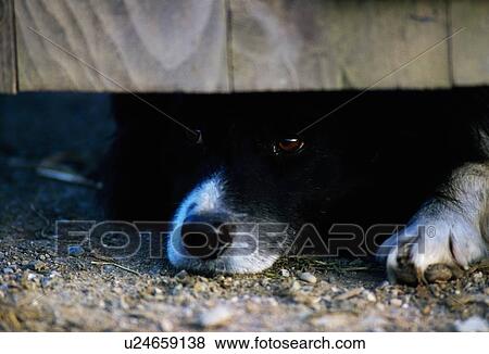 Stock Photo - Dog Peeking Under Fence. Fotosearch