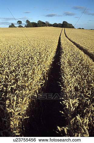 Dundalk, Co Louth, Ireland, Haggardstown Village, Grain Crops, Wheat View Large Photo Image Stock Photograph - Dundalk, Co Louth, Ireland, Haggardstown Village, Grain Crops, Wheat. Fotosearch