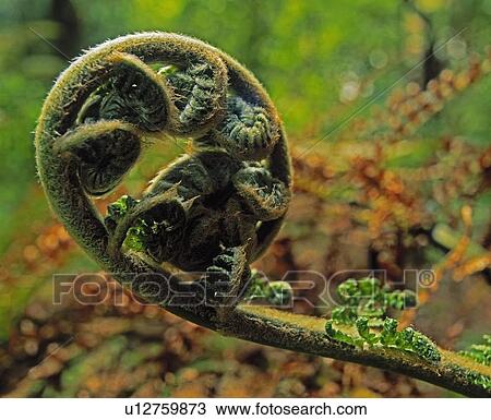 Fern From Valentia Island, Ireland View Large Photo Image Stock Image - Fern From Valentia Island, Ireland. Fotosearch