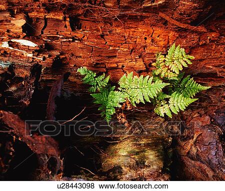 Stock Photo - Fern On A Tree. Fotosearch