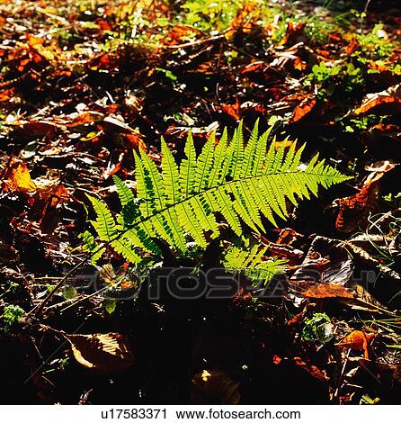 Ferns And Autumn Leaves, Co Wexford, Ireland View Large Photo Image Stock Image - Ferns And Autumn Leaves, Co Wexford, Ireland. Fotosearch