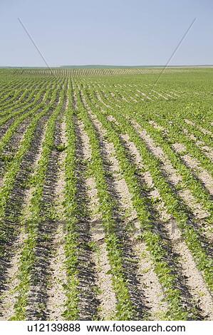 Stock Photo - field of young potato plants in rows; alberta, canada. Fotosearch