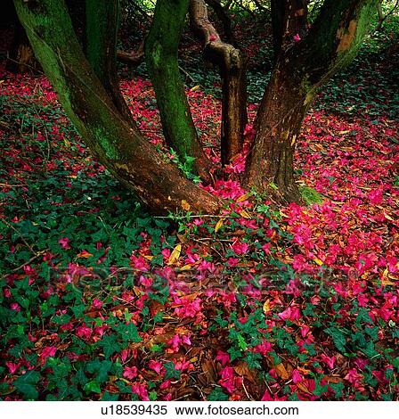 Stock Photography - Flowers In Park Setting. Fotosearch