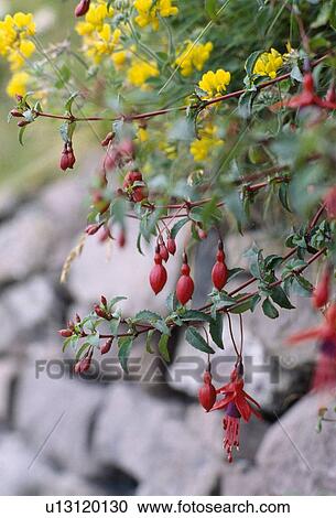 Stock Image - Fuchsia Plant, Dingle, County Kerry, Ireland. Fotosearch