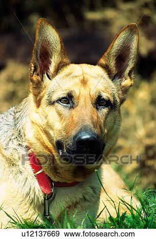Stock Photo - German Shepherd Dog. Fotosearch