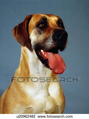 Stock Image - Great Dane. Fotosearch