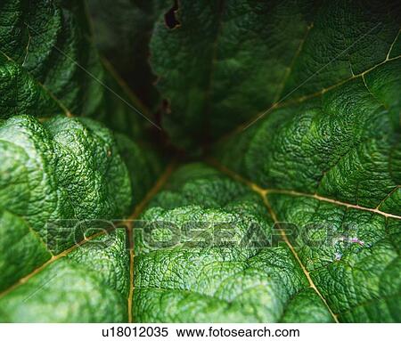 Stock Photography - Gunnera Leaves. Fotosearch