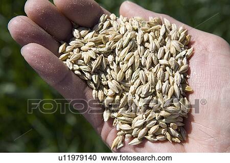hand full of winter wheat; alberta, canada View Large Photo Image Stock Image - hand full of winter wheat; alberta, canada. Fotosearch