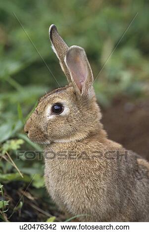 Hare, Ireland View Large Photo Image Stock Image - Hare, Ireland. Fotosearch