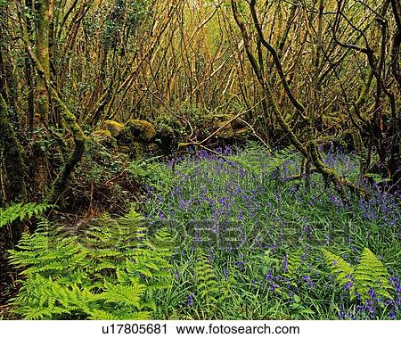 coppice vegetation coppice vegetation