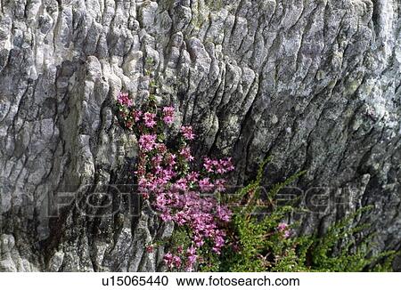 Heather Growing In Rock Face, County Kerry, Ireland View Large Photo Image Stock Image - Heather Growing In Rock Face, County Kerry, Ireland. Fotosearch