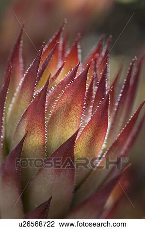 Stock Image - hen and chicks plant, calgary, alberta, canada. Fotosearch