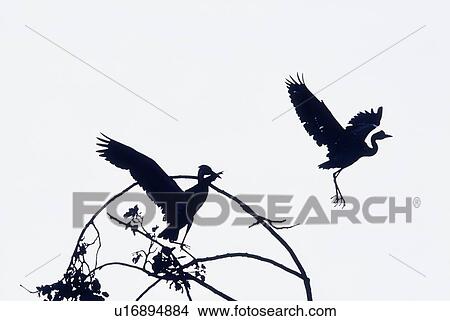 Herons In Flight View Large Photo Image Picture - Herons In Flight. Fotosearch