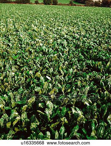 Stock Photo - Ireland, Agriculture, Sugar Beet. Fotosearch