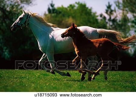 Stock Image - Ireland; Mare And Foal Galloping Together. Fotosearch