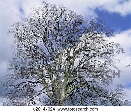 Picture - Irish Birds Rookery. Fotosearch