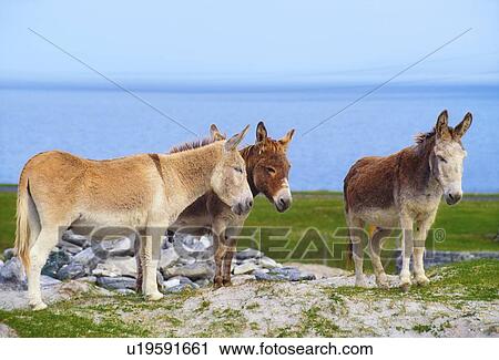 Stock Image - Irish Islands, Aran Islands, Inisheer. Fotosearch