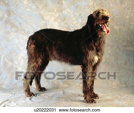 Stock Image - Irish Wolfhound. Fotosearch