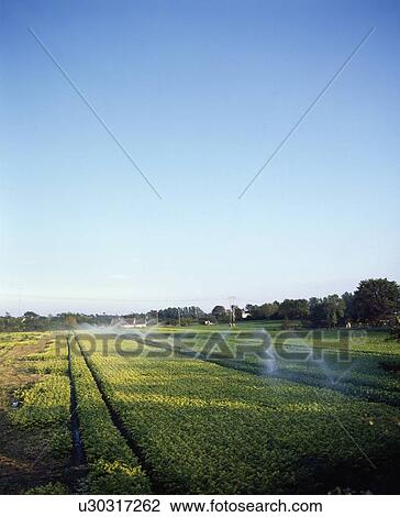 Stock Image - Irrigation, Celery, Kinsealy, Co Dublin, Ireland. Fotosearch