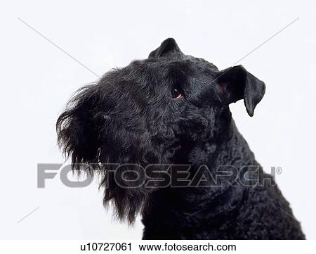 Stock Image - Kerry Blue Terrier. Fotosearch